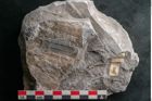 Foto (Detailansicht) von Asterophyllites sp.  (NHMW-GEO-2024-0188-10990)